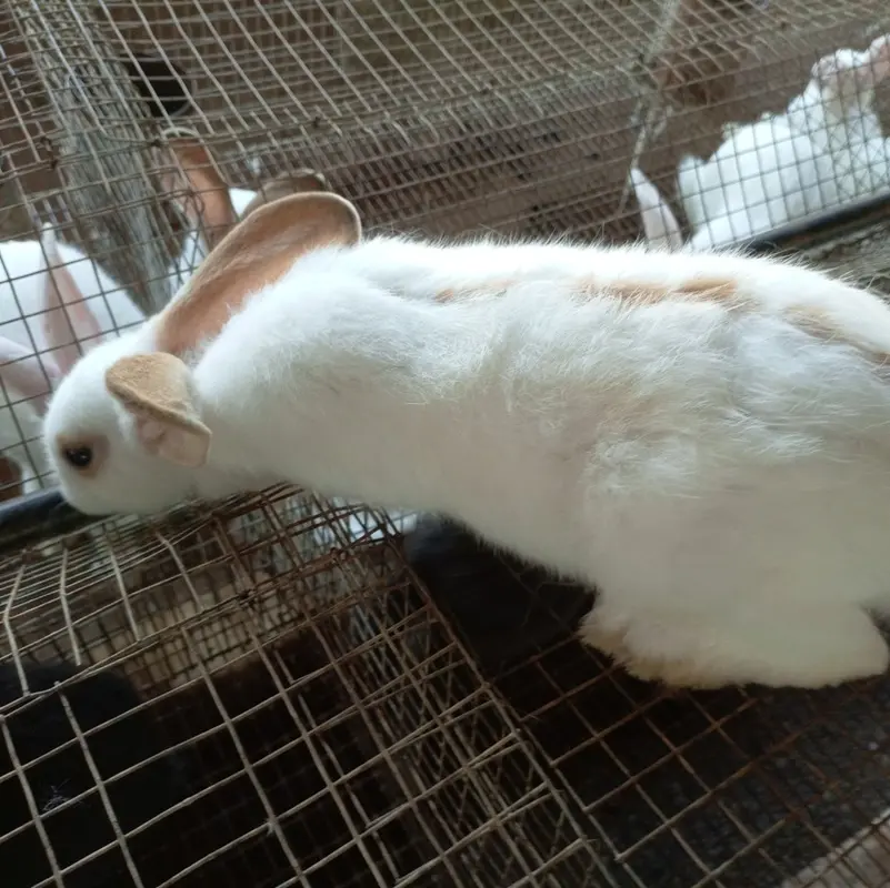 Lapins de chair (Sujets vifs ou carcasses)