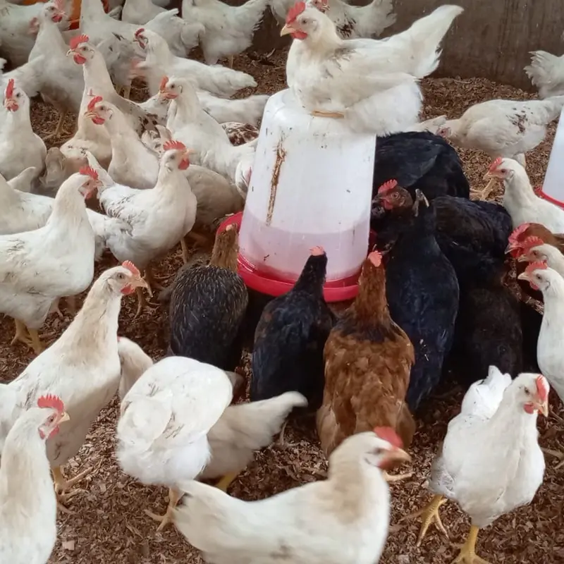 Poulets de Chair Vivants