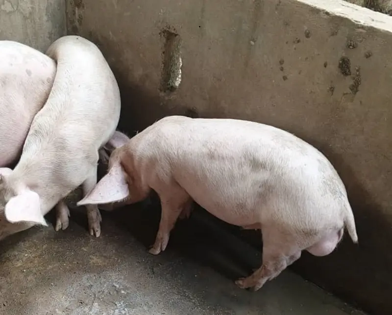 Élevage de porcs